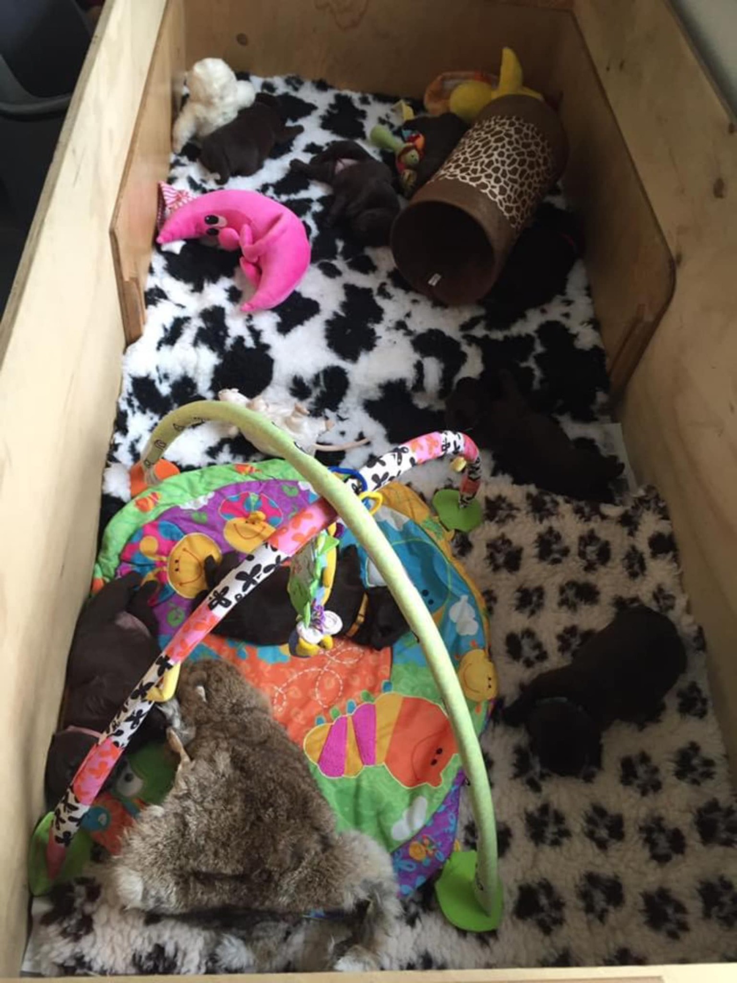 stemning billeder Kennel Cap De Lab